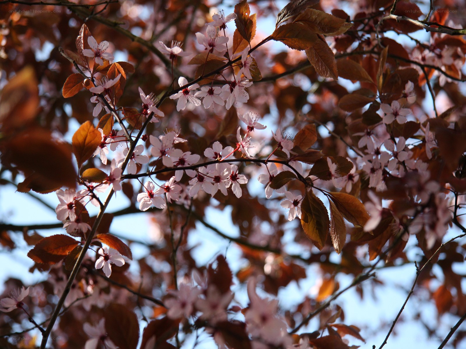 cherry blossoms in sunlight