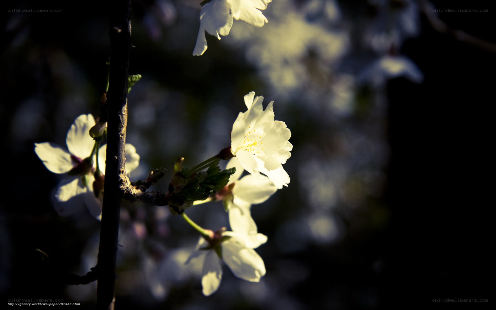 Cherry blossoms in sunlight