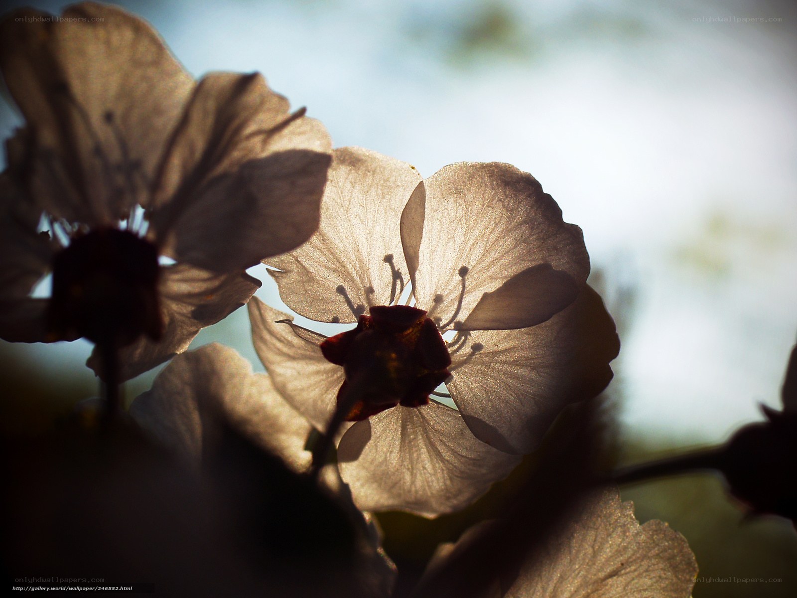 Cherry blossoms in sunlight