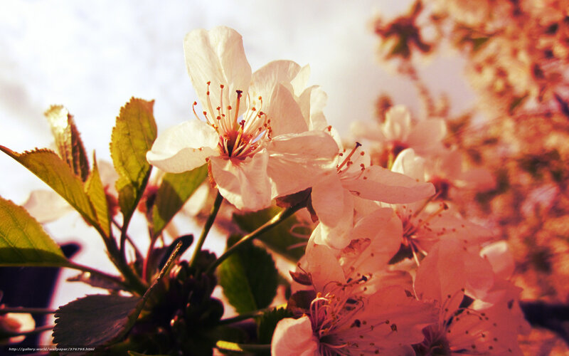 Cherry blossoms in sunlight