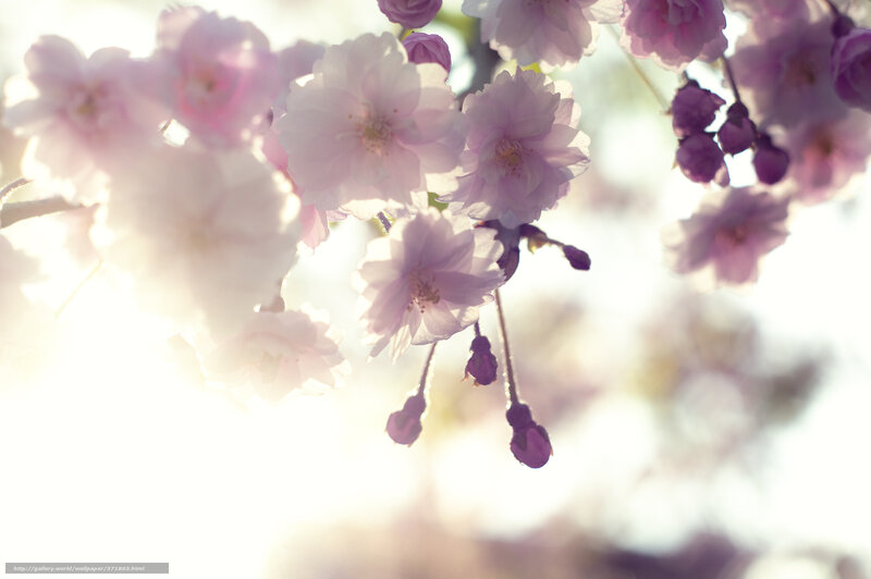 Cherry Blossoms in Sunlight — Pink