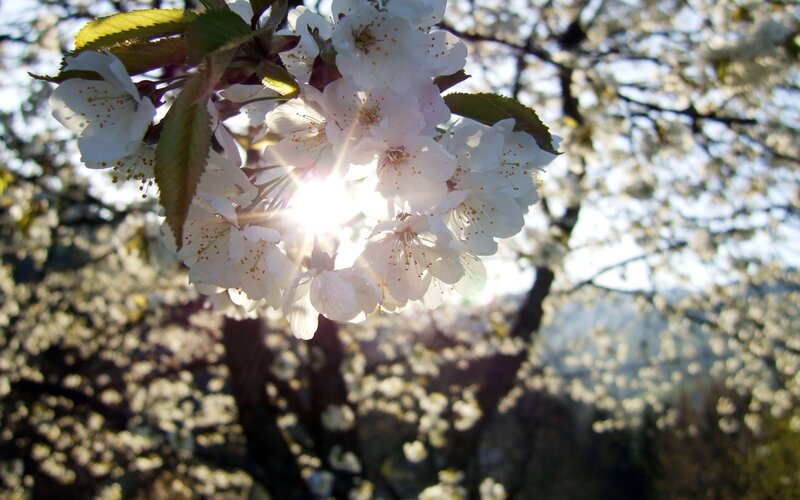 Cherry Blossoms in Sunlight — White, Serene, Spring, Photograph