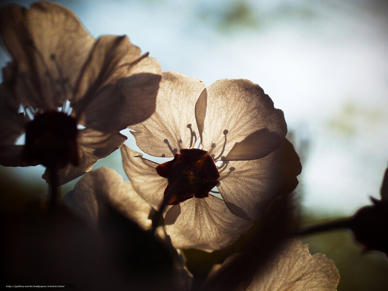 Cherry Blossoms in Sunlight — White