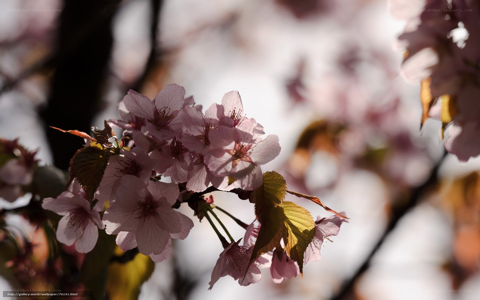 Cherry blossoms in sunlight