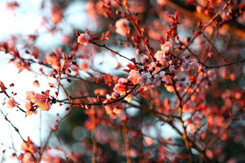 cherry blossoms in sunset light