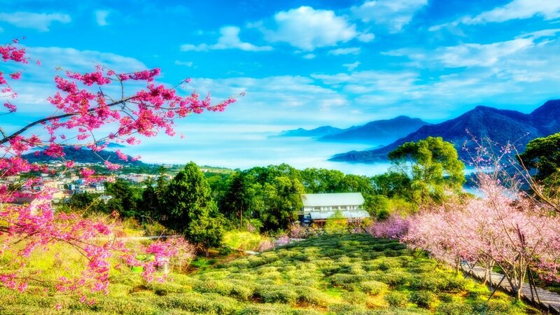 Cherry Blossoms in Tea Fields — Pink
