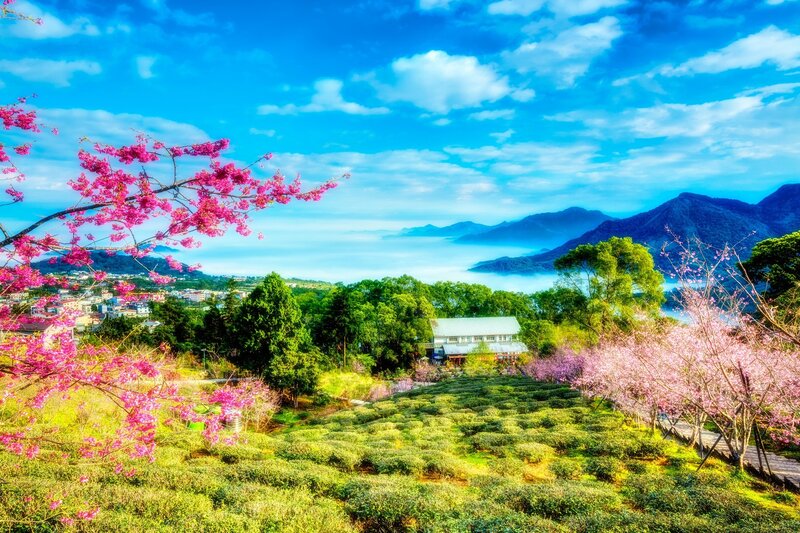 Cherry Blossoms in Tea Fields