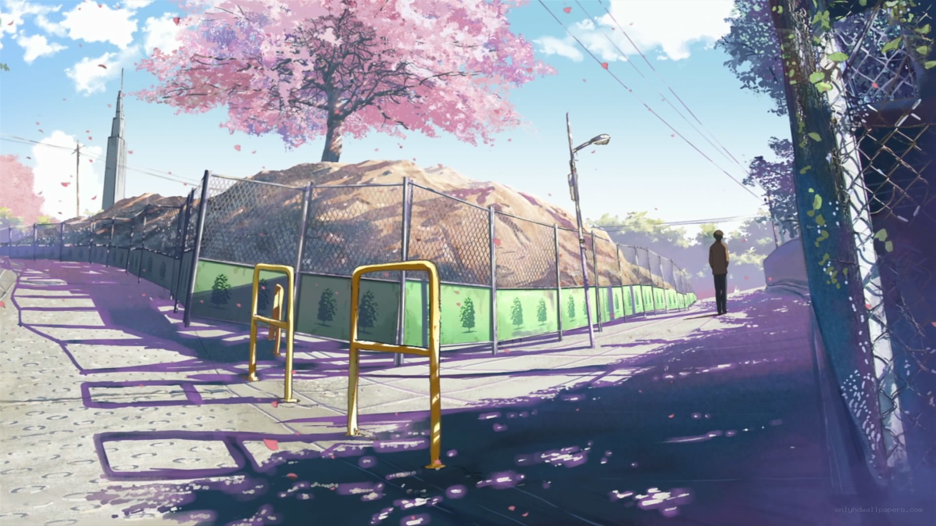 Cherry blossoms in the city