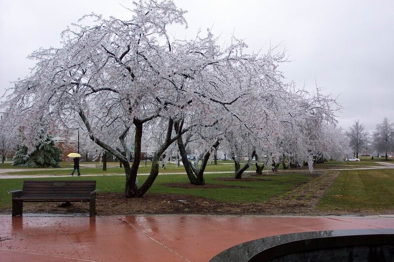 Cherry blossoms in the rain