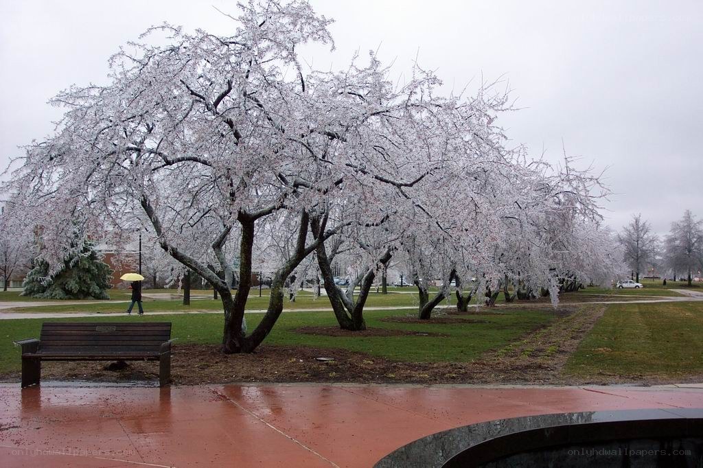 Cherry blossoms in the rain