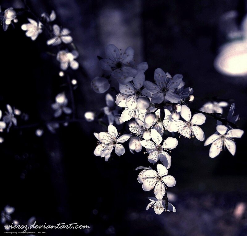 Cherry blossoms in twilight