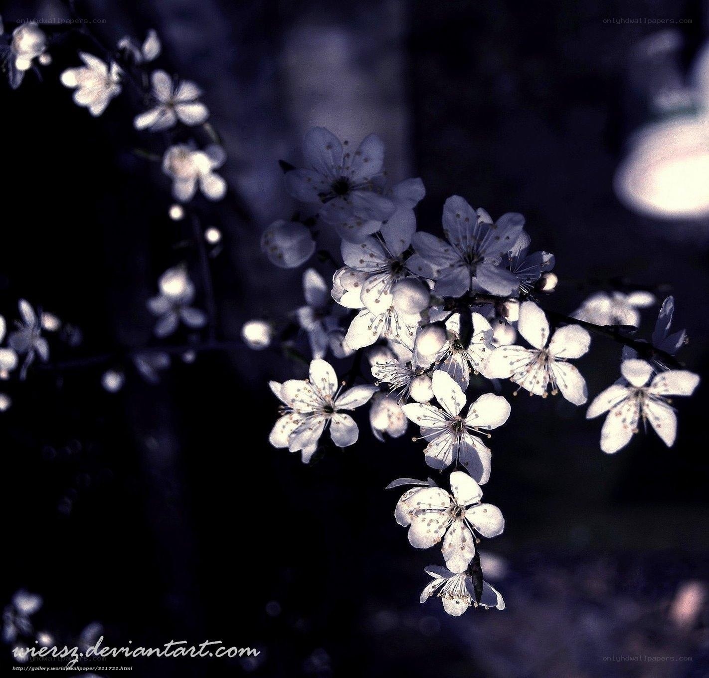 Cherry blossoms in twilight