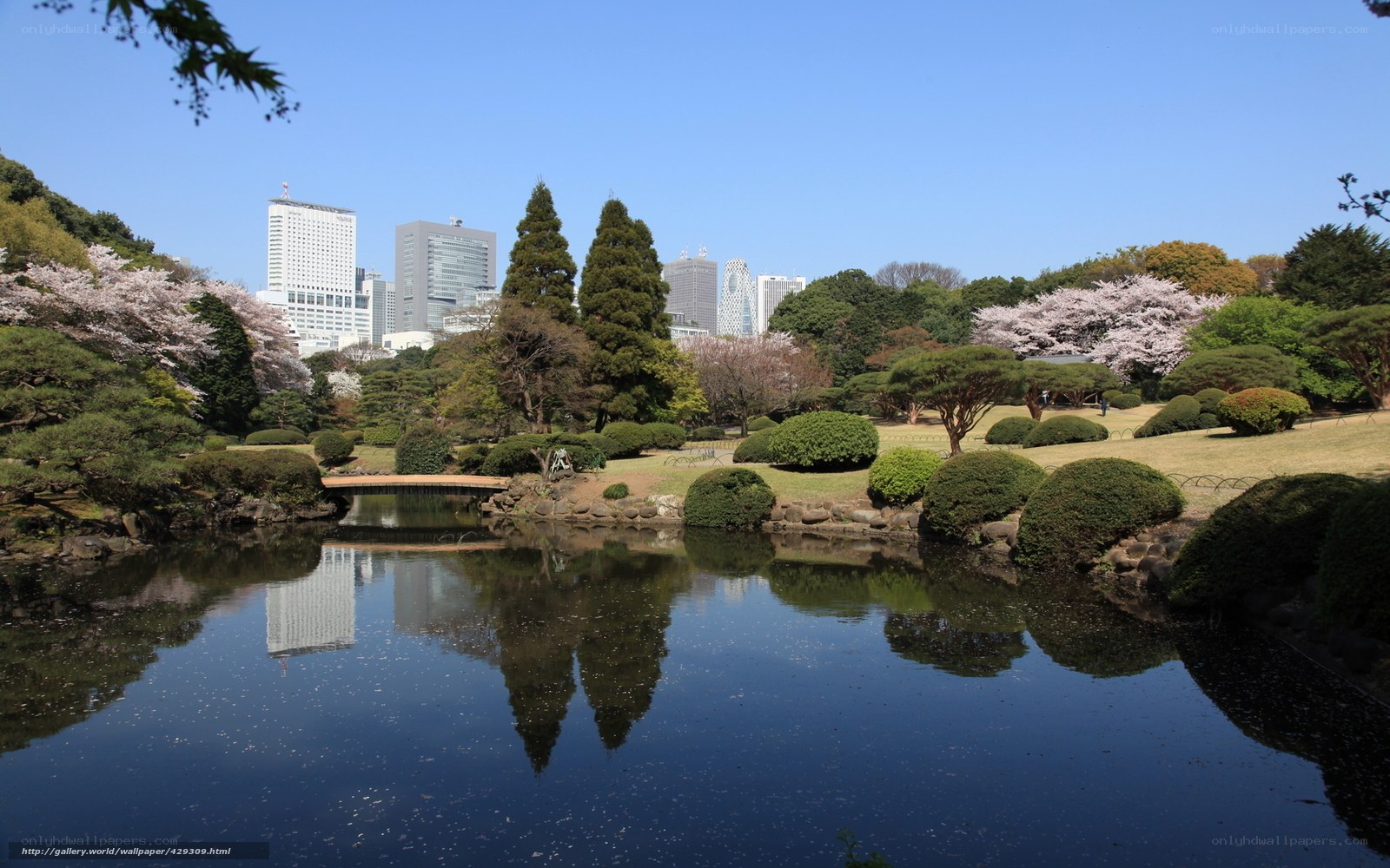 Cherry blossoms in urban park