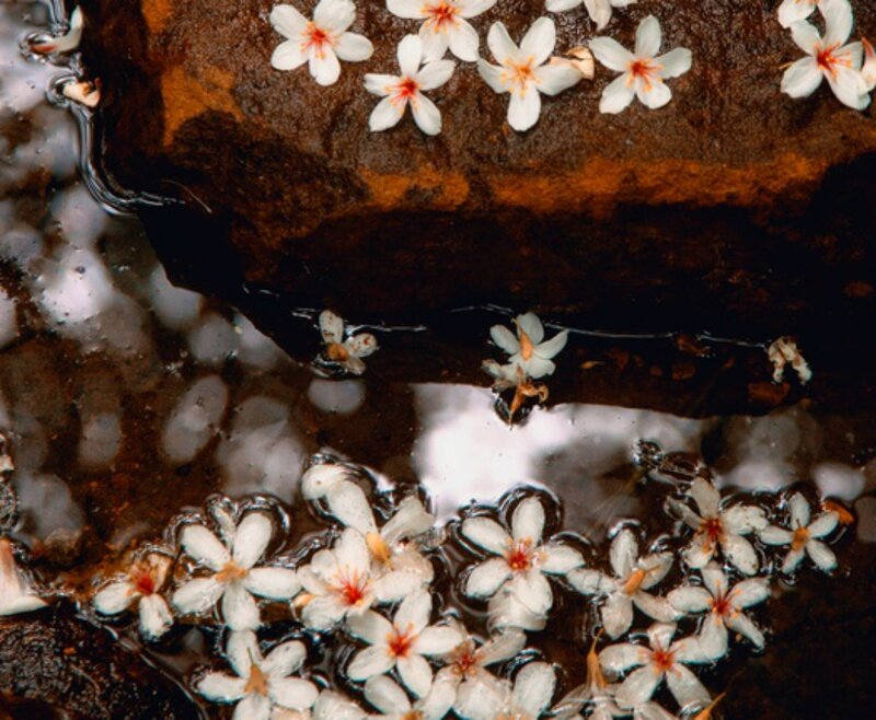 Cherry Blossoms in Water — White