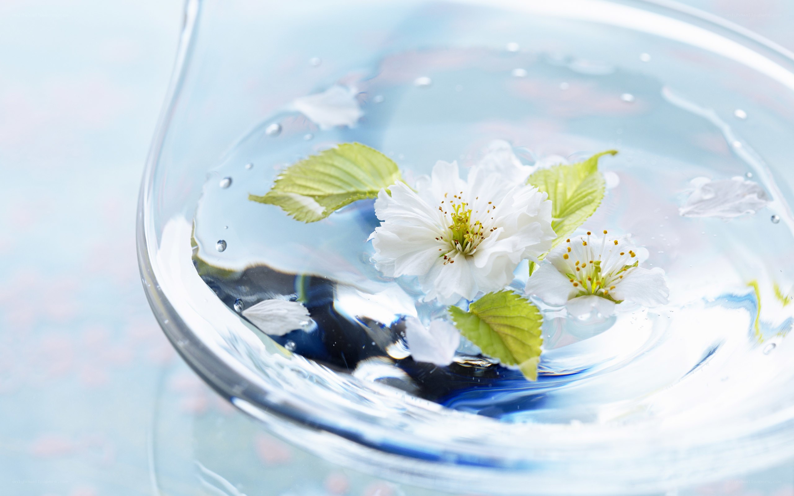 Cherry blossoms in water