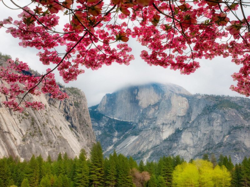 Cherry blossoms in Yosemite