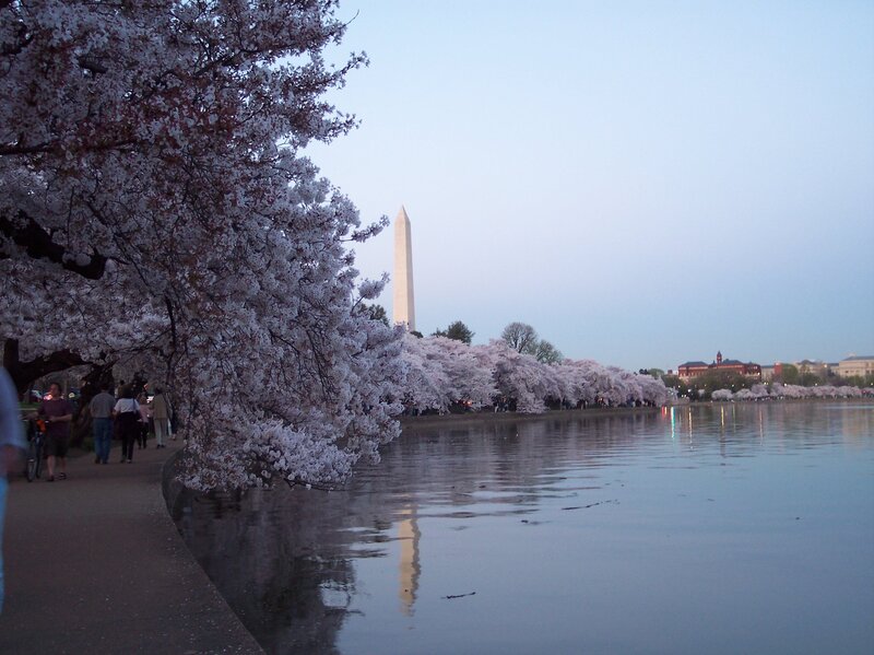 Cherry Blossoms Near Washington Monument