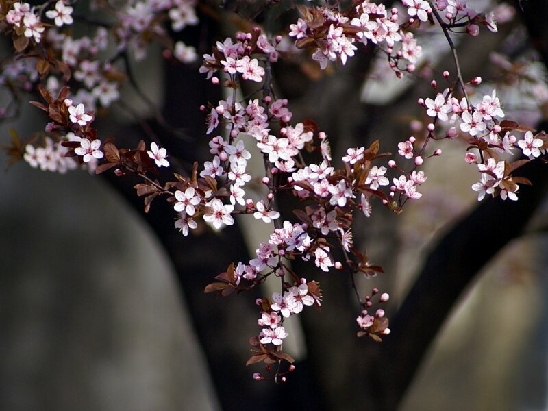 cherry blossoms on a branch