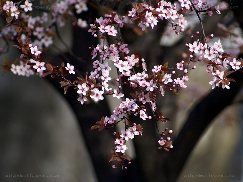 cherry blossoms on a branch