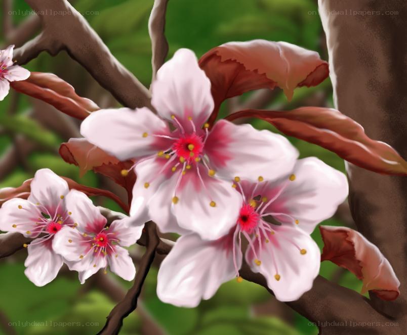 cherry blossoms on a branch