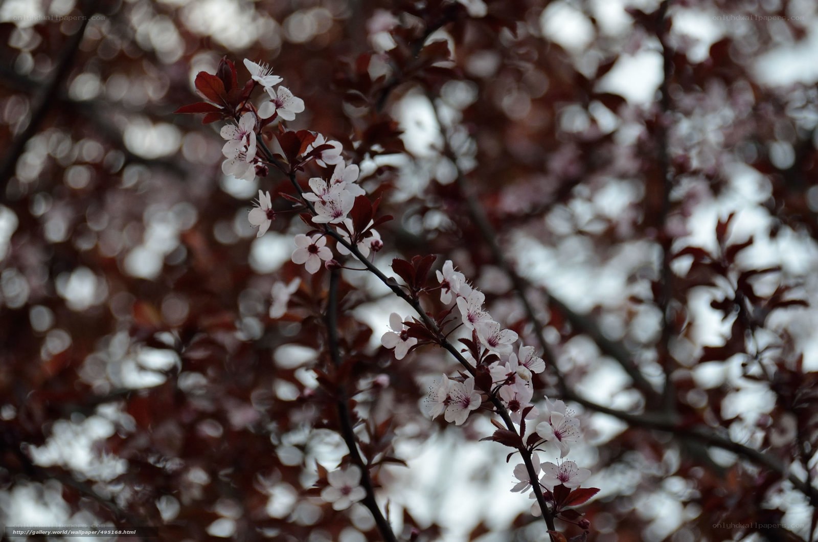 cherry blossoms on a branch