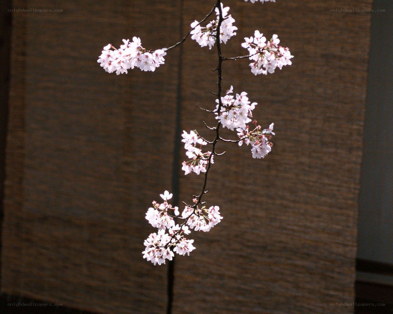 cherry blossoms on a branch