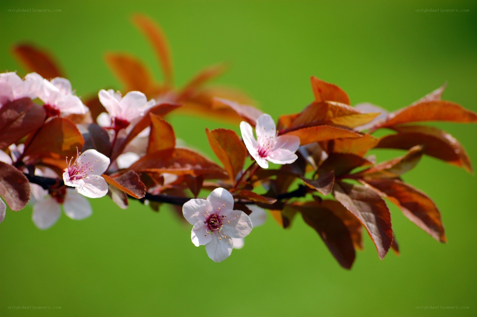cherry blossoms on a branch