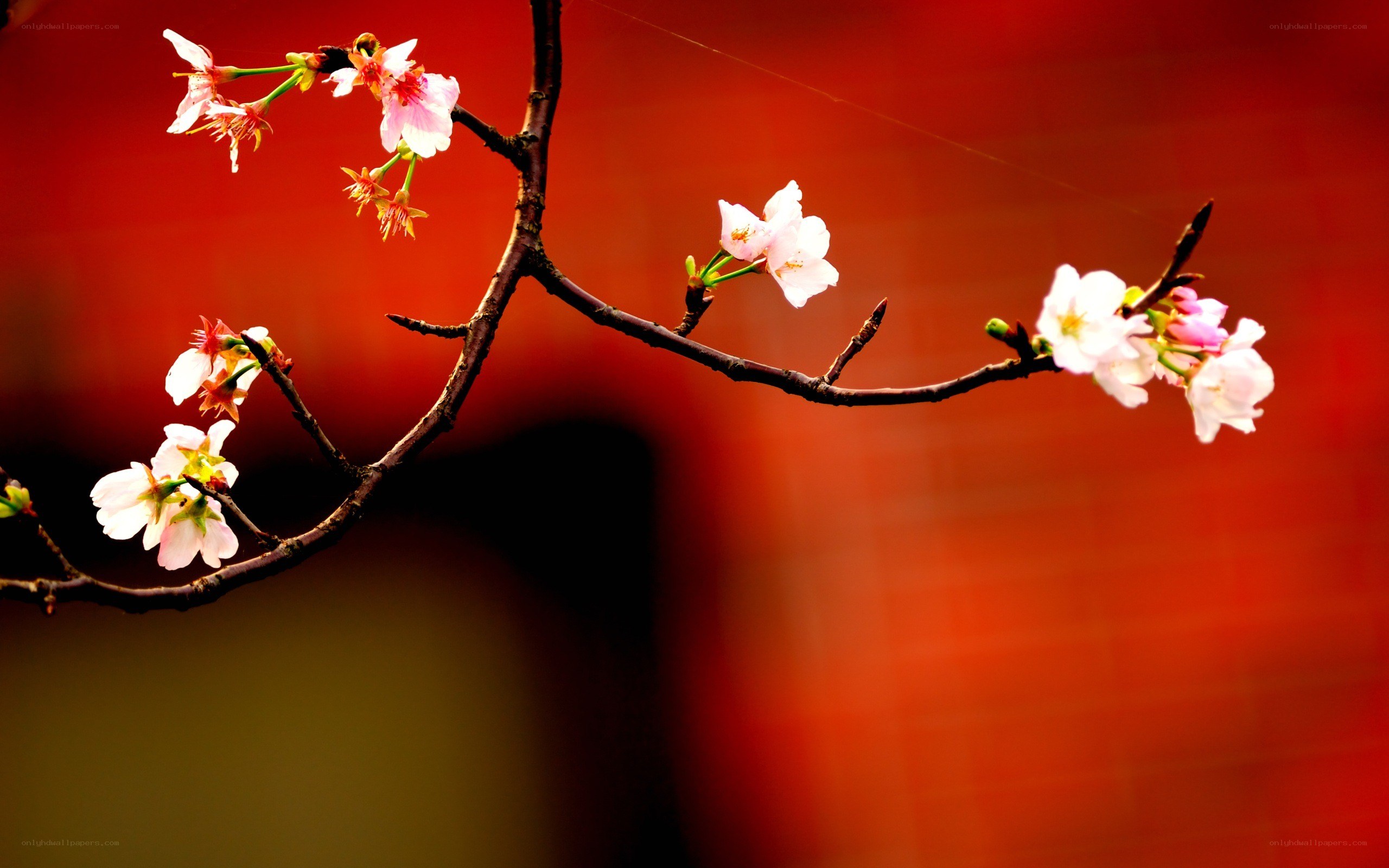 cherry blossoms on a branch