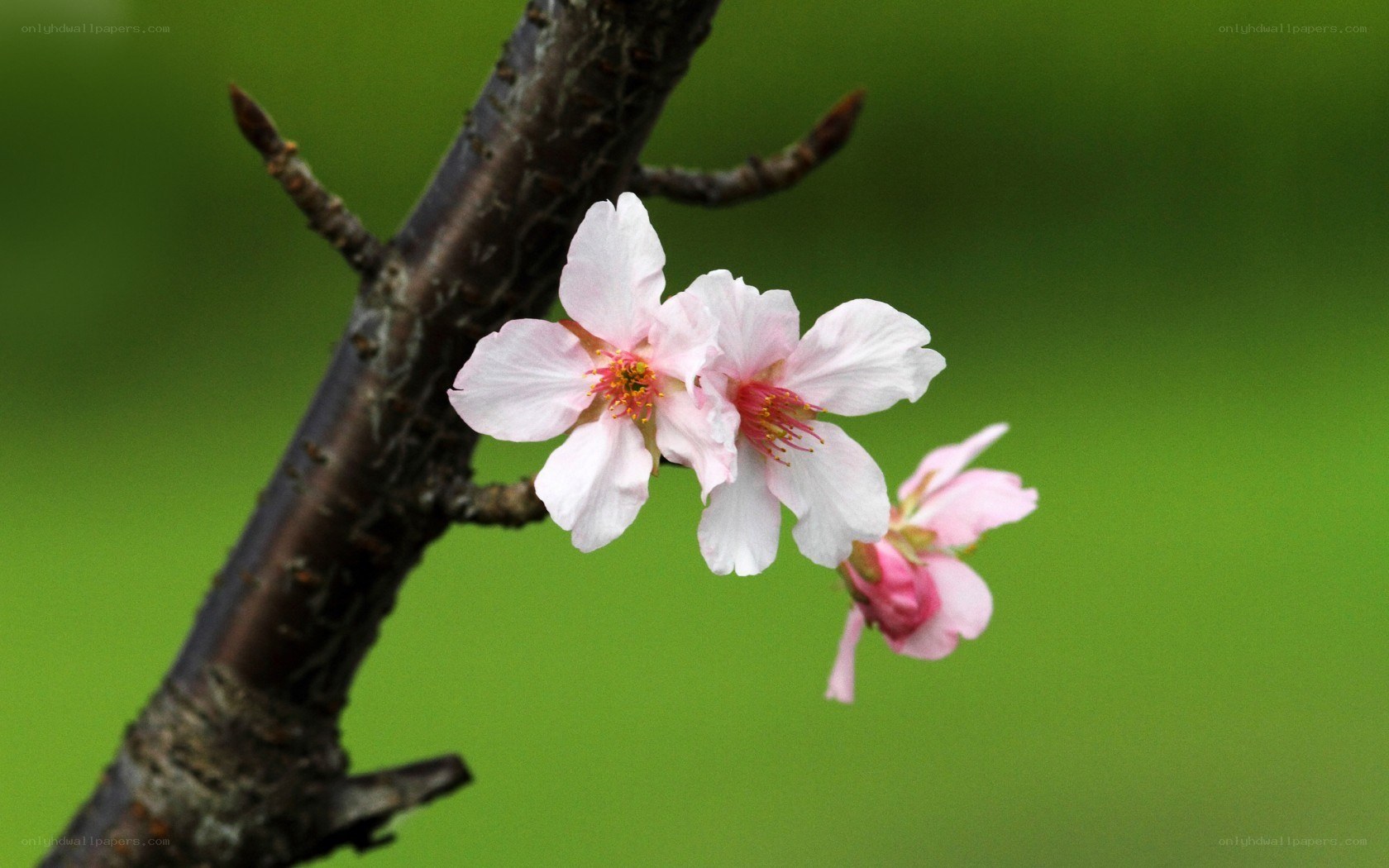 cherry blossoms on a branch