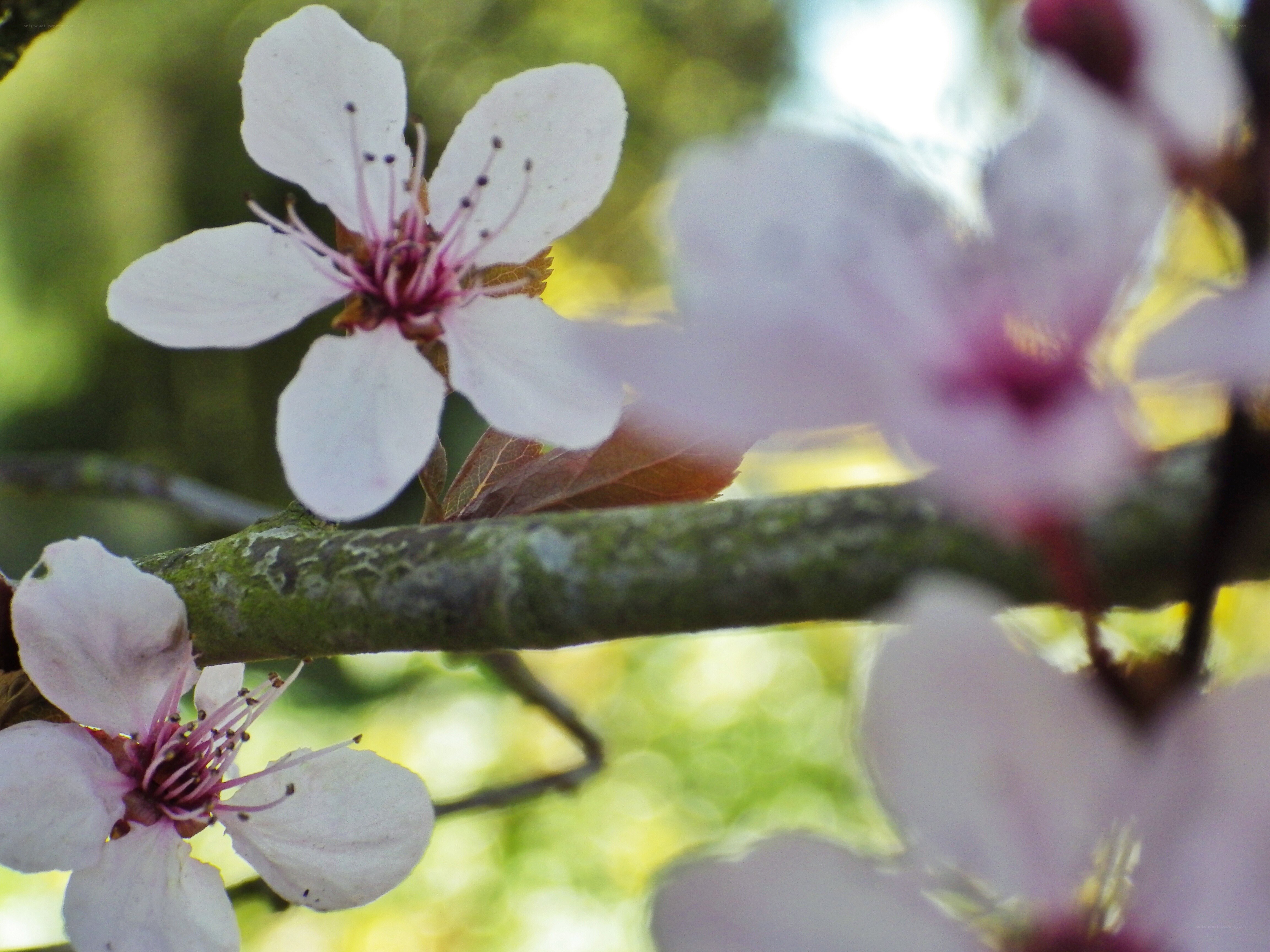 cherry blossoms on a branch