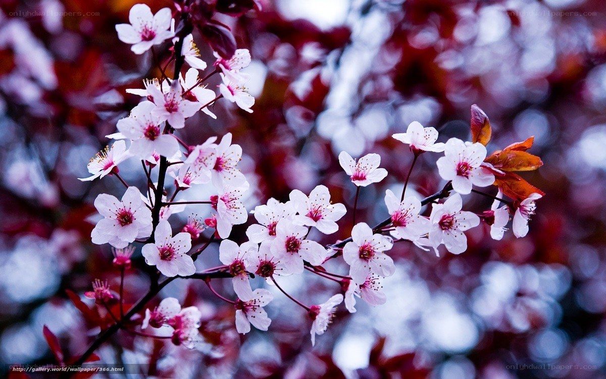 Cherry blossoms on a branch
