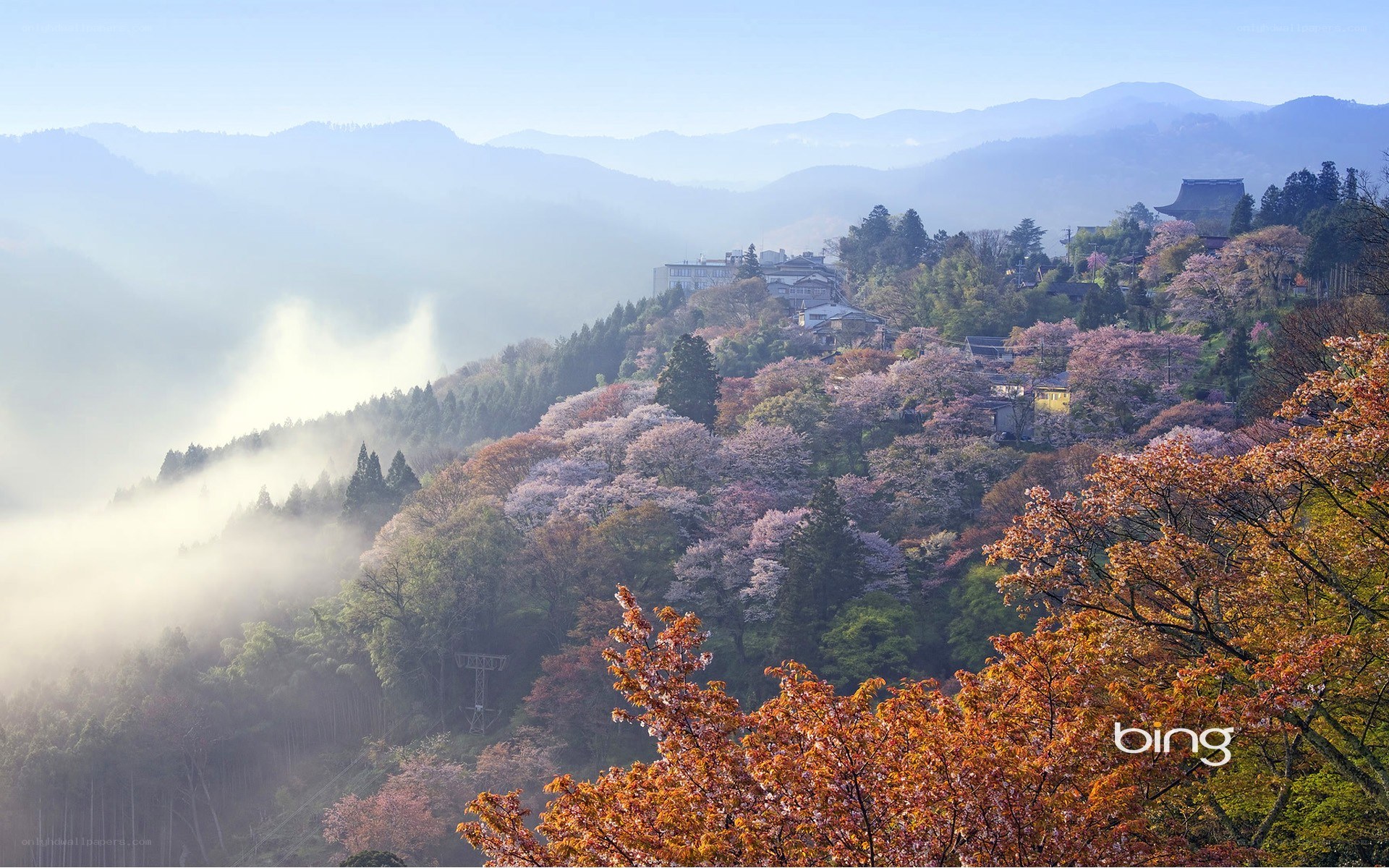 Cherry blossoms on a misty hillside
