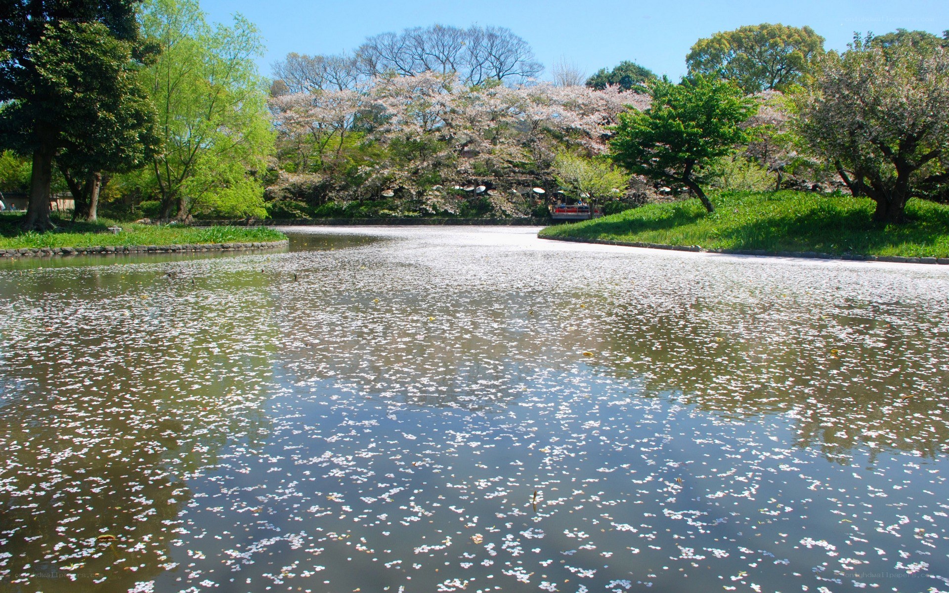 Cherry blossoms on a pond