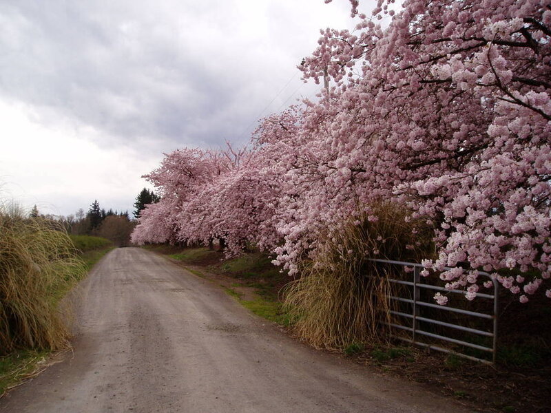 cherry blossoms on a rural road