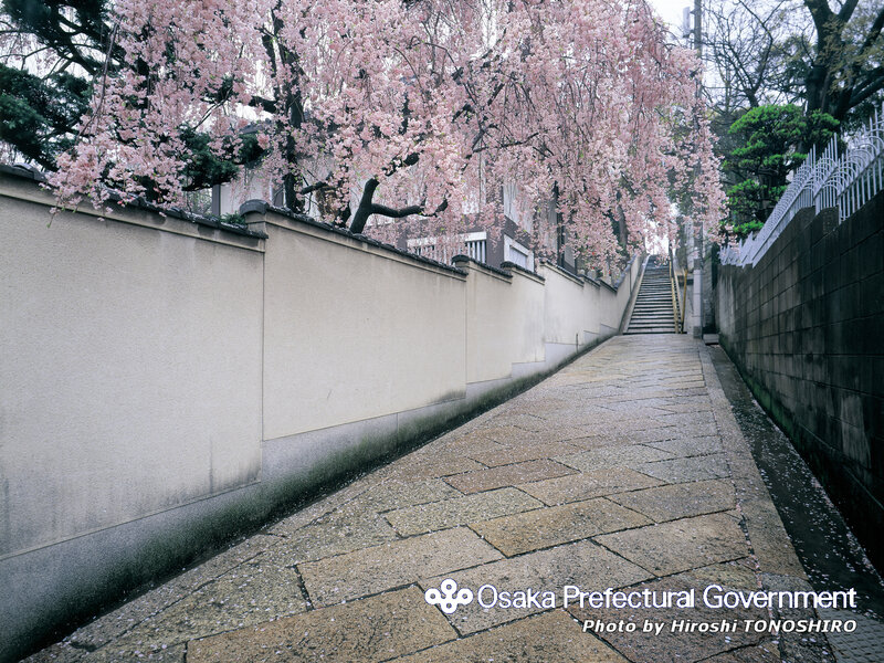 Cherry blossoms on a stone path