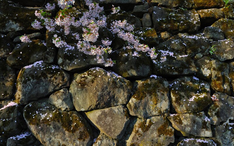 cherry blossoms on a stone wall