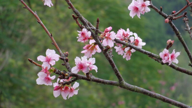 Cherry blossoms on a tree branch