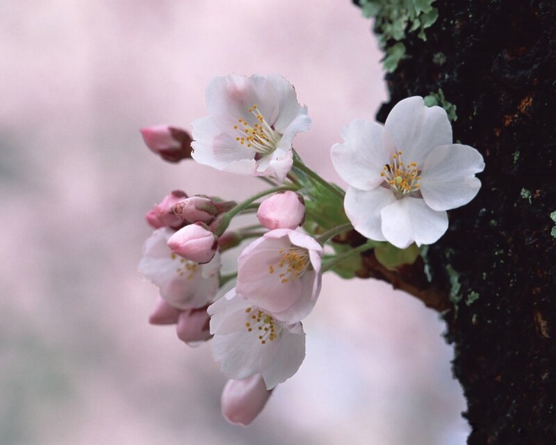 Cherry blossoms on a tree branch