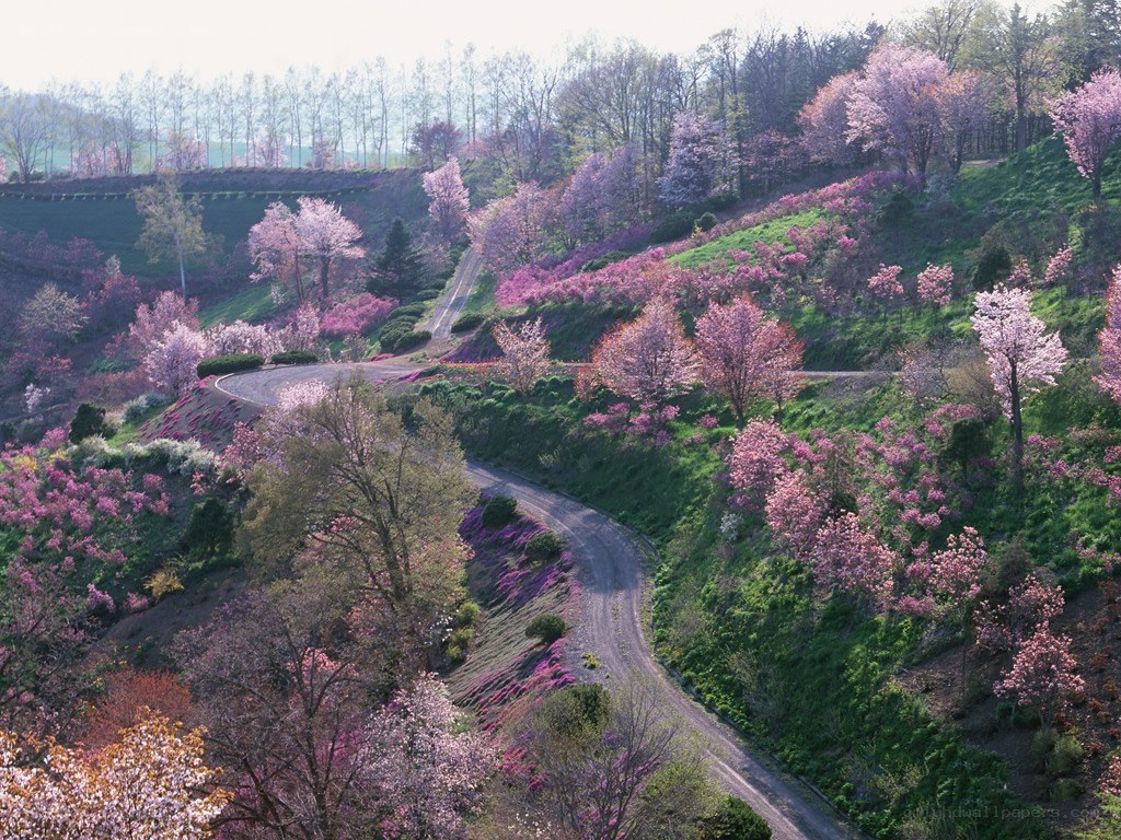 Cherry blossoms on a winding road