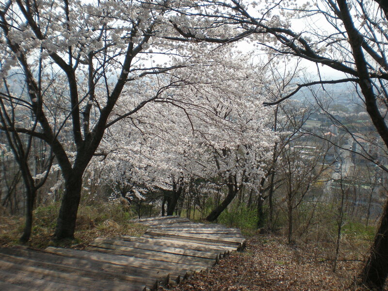 Cherry blossoms on a wooden path