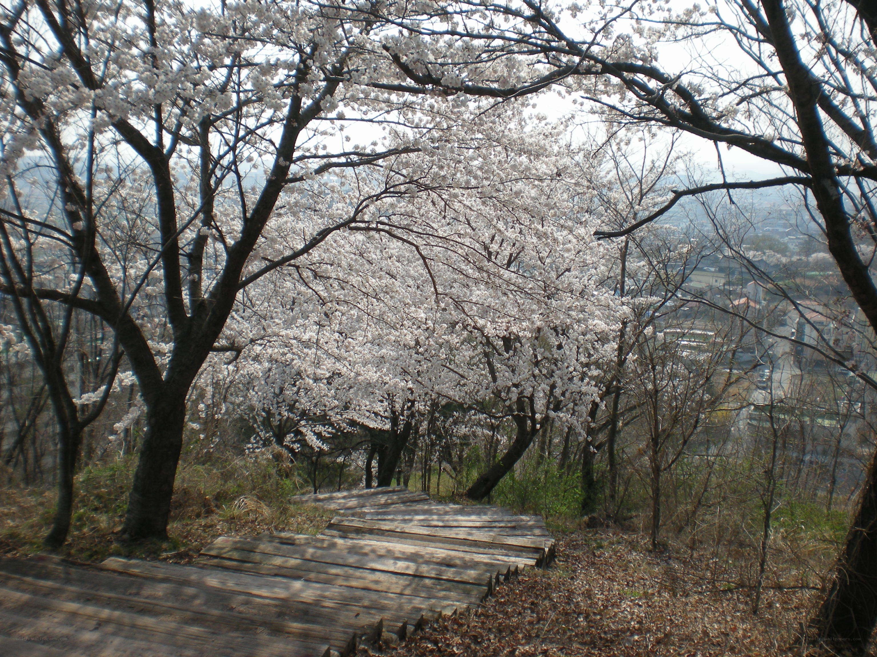 Cherry blossoms on a wooden path