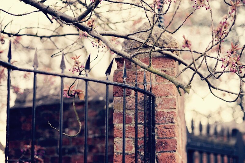 Cherry blossoms on a wrought iron fence