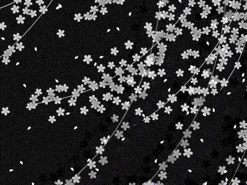 Cherry blossoms on black background