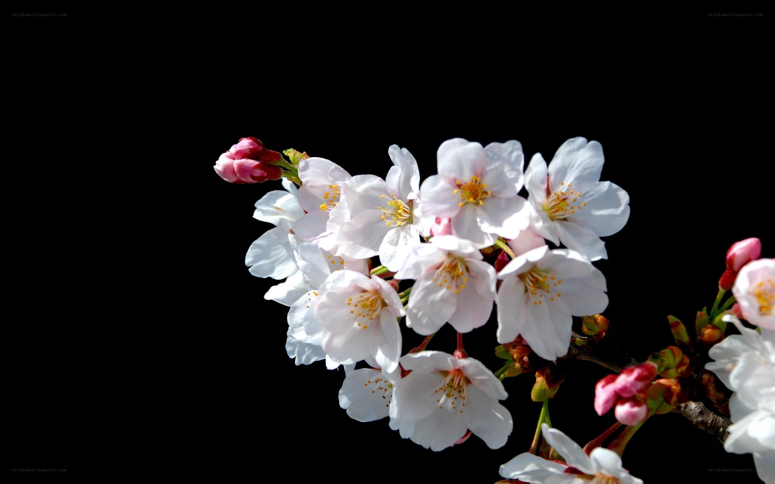 Cherry blossoms on black background