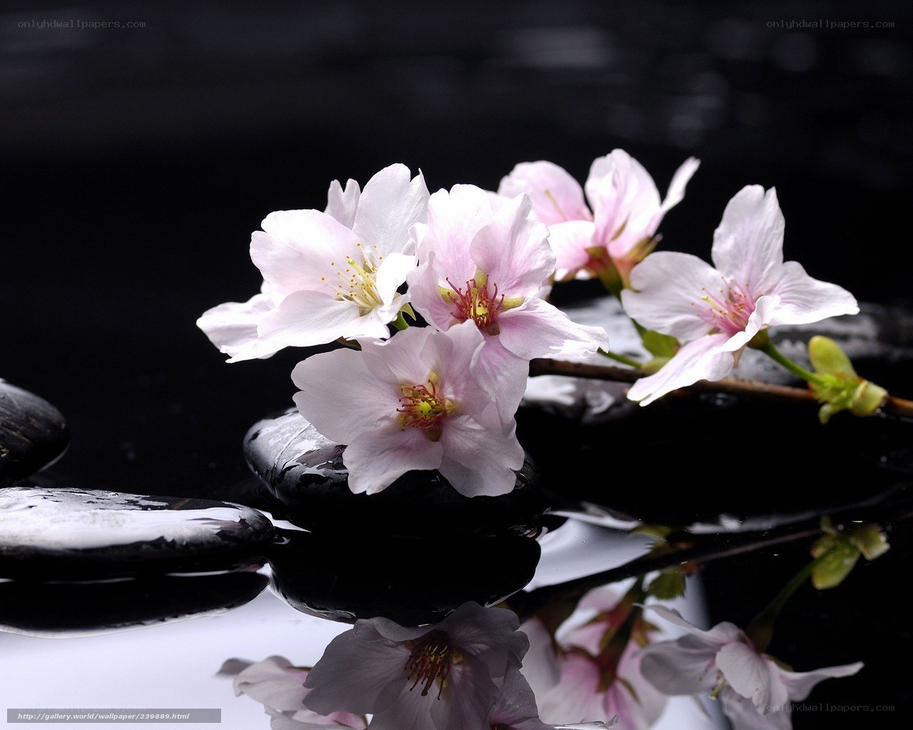 Cherry blossoms on black stones