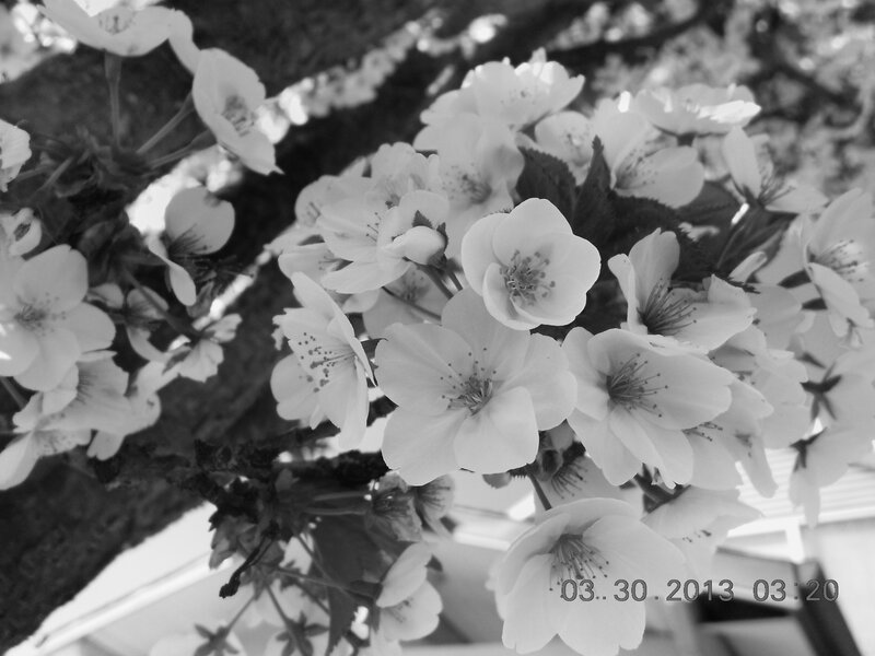 Cherry Blossoms on Branch — Black, Serene