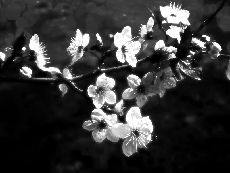 Cherry Blossoms on Branch — Black