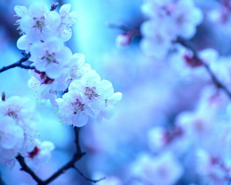 Cherry Blossoms on Branch — Blue, Serene, Spring, Photograph