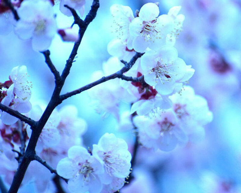 Cherry Blossoms on Branch — Blue, Serene, Spring