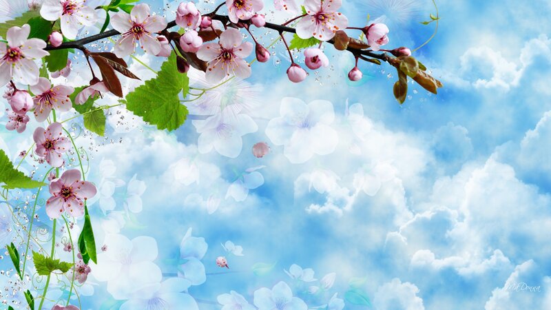 Cherry Blossoms on Branch — Blue, Serene